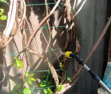 Портативный аккумуляторный опрыскиватель для растений / садовый опрыскиватель со шлангом AND LY-1014